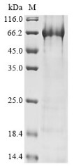 Polyadenylate-binding protein-interacting protein 1 (PAIP1), human, recombinant