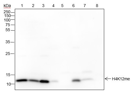 Anti-Recombinant Histone H4 (Mono Methyl Lys12), clone A838