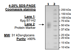 B7-H2, Avi-His-Tag, Biotin-Labeled