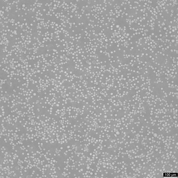 Daudi Cells