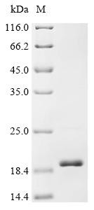 Outer membrane protein A (ompA), partial, recombinant Klebsiella pneumoniae