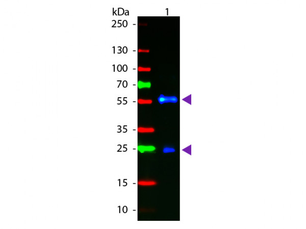 Anti-Biotin [Goat] Fluorescein conjugated F(ab')2 fragment