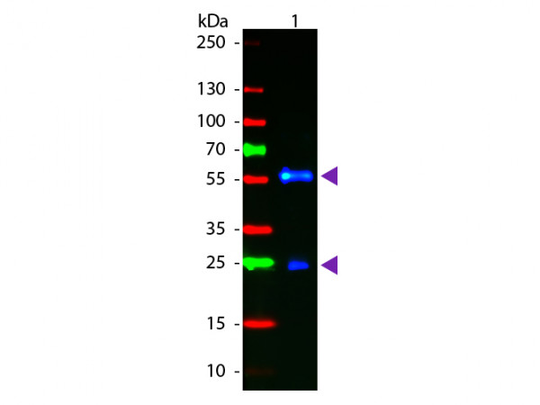 Anti-Biotin [Goat] Fluorescein conjugated F(ab&#039;)2 fragment
