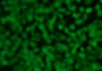 Anti-dimethyl-Histone H3 (Arg17) (symmetric)