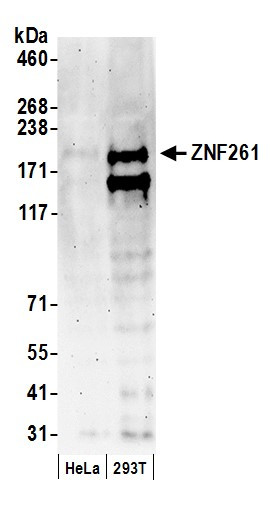 Anti-ZNF261