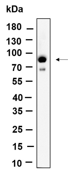 Anti-Recombinant Phospho-STAT3 (Ser727), clone 6H7
