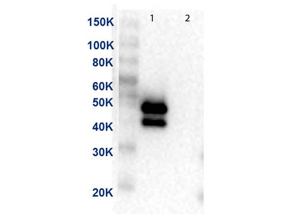 Anti-MEK1 C-Term HRP, clone 13B6.G12, Peroxidase Conjugated