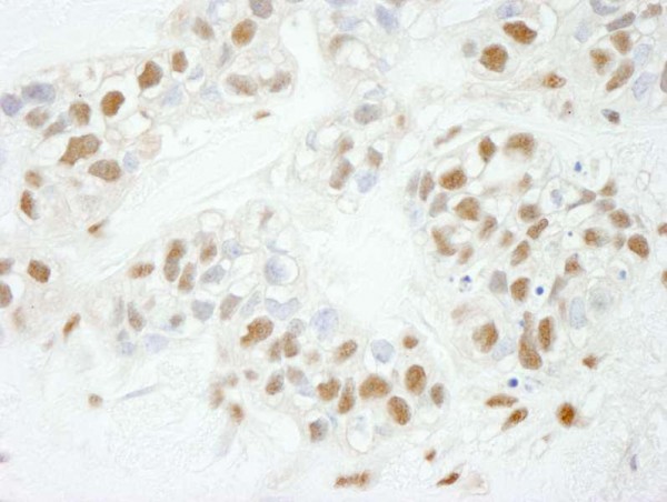 Anti-NF-YC (IHC)