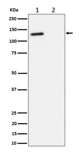 Anti-phospho-RBL2 (Thr986) / Retinoblastoma-like protein 2, clone 30R10