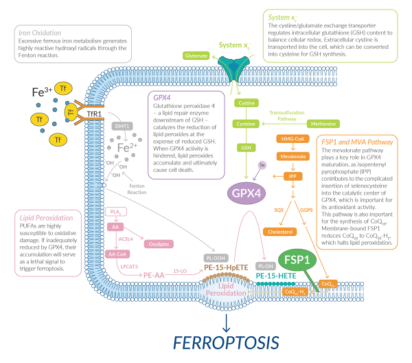 Cayman-The-Ferroptotic-Pathway