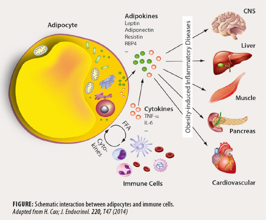 Adipocyte