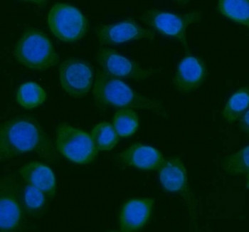 Anti-AGO1 / Argonaute 1