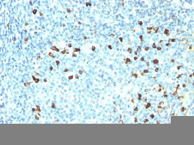 Anti-Lambda Light Chain(ICO-106), CF568 conjugate, 0.1mg/mL