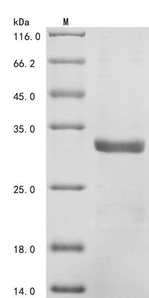 C-C motif chemokine 21c (Ccl21c), mouse, recombinant