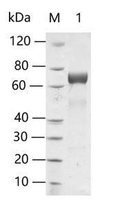 Mesothelin, hFc, Human