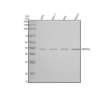 Anti-GPRC5A / G-protein coupled receptor family C group 5 member A