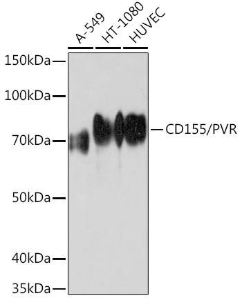 Anti-CD155/PVR