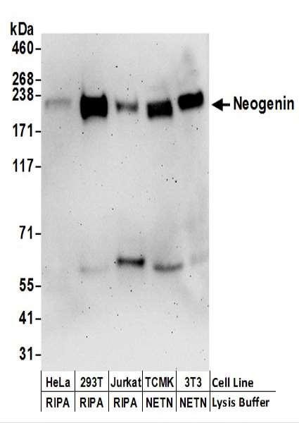 Anti-Neogenin