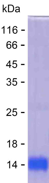 Recombinant Human RESP18 Protein