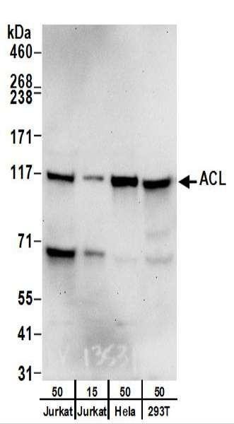 Anti-ACL