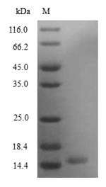 Secretoglobin family 3A member 2 (Scgb3a2), mouse, recombinant