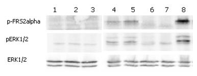 FGF-23 (human):Fc (human, rec.)