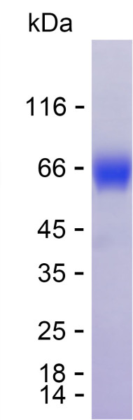 Recombinant Human PSG7 Protein