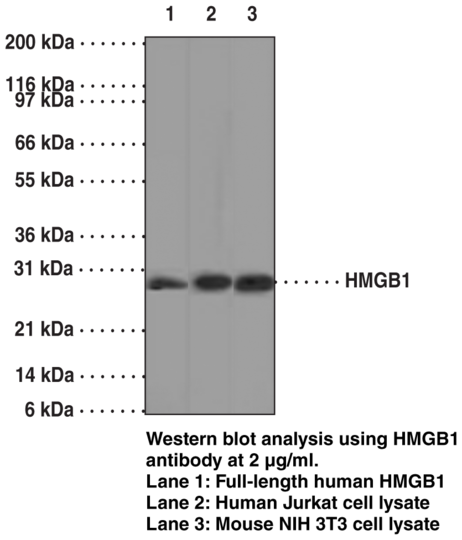 Anti-HMGB1 (Clone IMG19N15F4)