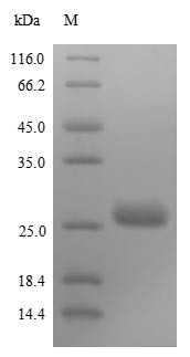 Matrix protein (M), Rabies virus, recombinant