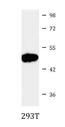 Anti-GDF9