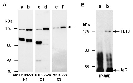 Anti-TET3 (N1)