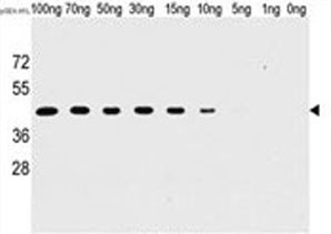 Anti-H1L, clone 20CT26.44.10.3