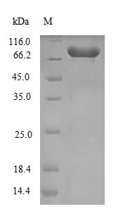 Chaperonin GroEL (groEL), Chlamydia trachomatis, recombinant