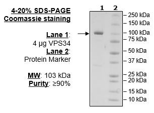 VPS34, active human recombinant protein, N-terminal FLAG-tag