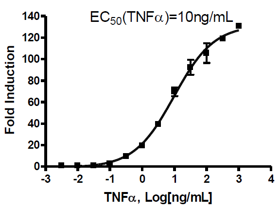 NF- kappaB Reporter (Luc) - THP-1 Cell Line