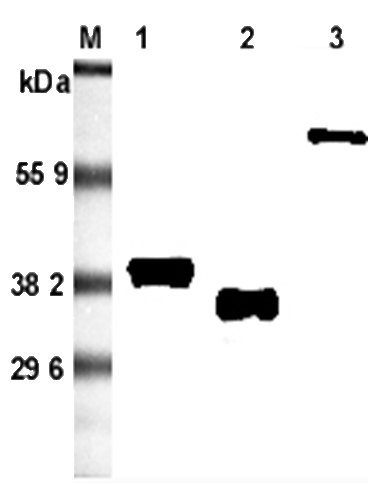 Anti-Adiponectin (rat), clone RADI 264