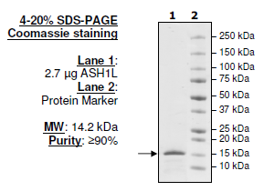 ASH1L (2433-2548), N-terminal His-tag, human recombinant protein