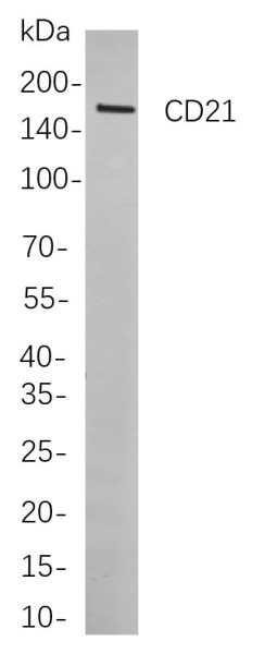 Anti-Recombinant CD21, clone 8A6