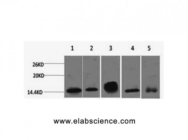 Anti-Histone H2B, clone 3C3