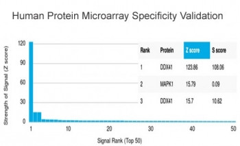 Anti-DDX41, clone PCRP-DDX41-1B4