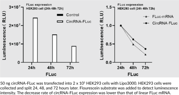 Firefly Luciferase circRNA