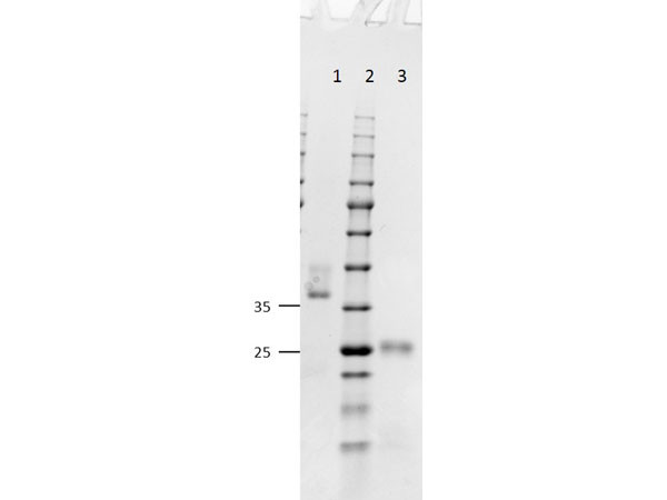 Anti-Mouse IgG (H&amp;L) [Goat] Fab fragment