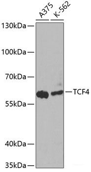 Anti-TCF4