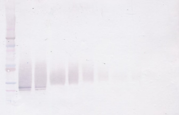 Anti-FGF17 (Biotin)