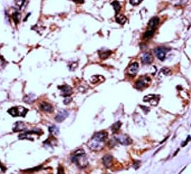 Anti-phospho-ERK3 (Ser189)