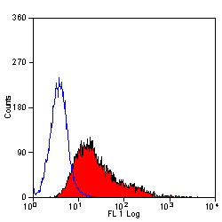 Anti-CD204 / MSR1, clone 2F8