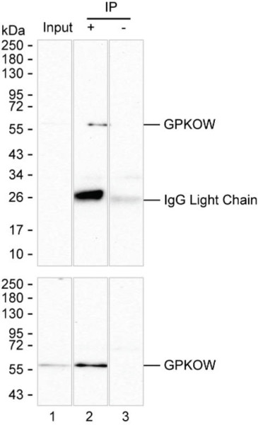 Anti-GPKOW