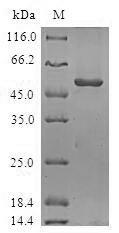 Origin recognition complex subunit 6 (ORC6), human, recombinant