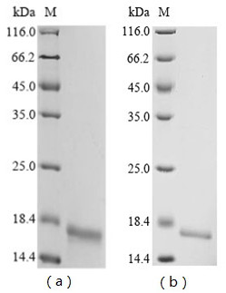 Protein MRP-126, chicken, recombinant