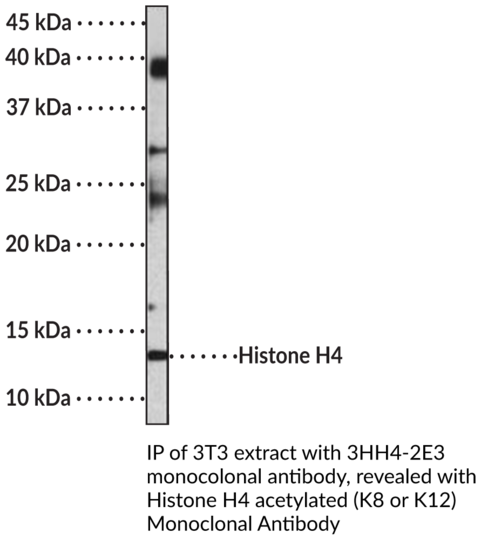 Anti-Histone H4 acetylated (K8 or K12) Monoclonal Antibody (Clone 2000)